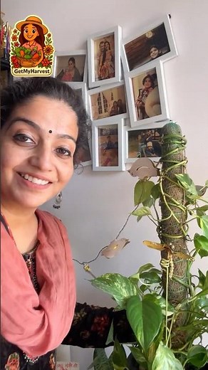 Money Plant Winter Care | 🚨Jaldi se yeh karo! #shorts