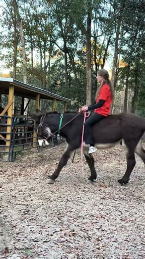 First ride on Kodak the mammoth x donkey #rimfireranch #donkeytraining #firstride #donkey