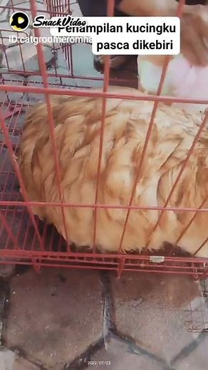 Lihat kucingku pasca di kebiri badannya gede banget Umur berapa kucing jantan bisa dikebiri