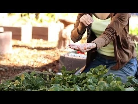 How to Keep Chipmunks From a Strawberry Patch : Strawberry Gardening