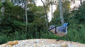 5.8K views · 596 reactions | Northern Cardinals, Common Grackles, Blue Jays | Critter Cam | Facebook