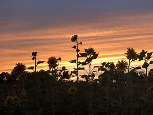 Sunflowers at Sunset:     an escape from the everyday — Brie Grows