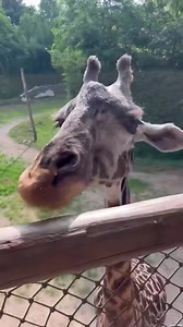 Visitors can get the unique opportunity to feed one of the giraffes at our Zoo. It's a pretty amazing experience to get this close to them. Giraffe feedings are sponsored by Chickfilacincynky. | Cincinnati Zoo & Botanical Garden