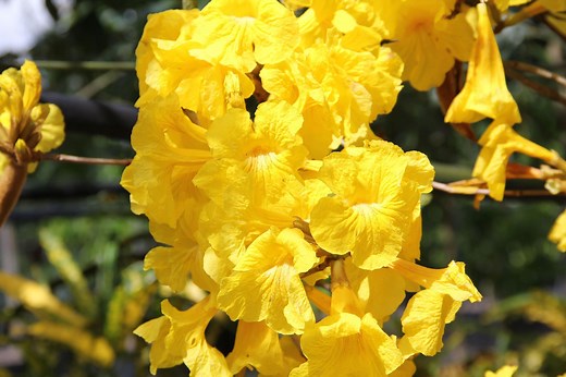 Conoce las características del roble amarillo