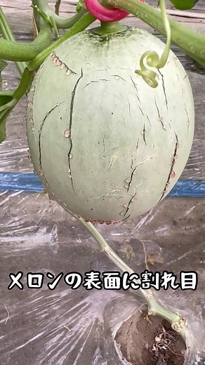 みさきメロンの特徴と農業の魅力