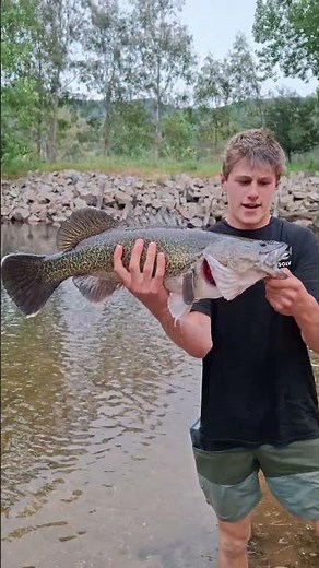 The Murray cod is a very large freshwater fish that lives in Australian rivers. It can grow to 180cm