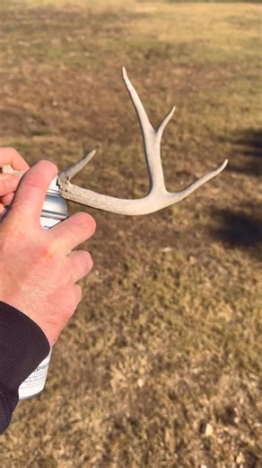 Would these make great Halloween decorations? #halloween #halloweendecoration #antlers #fall | The Antler Store