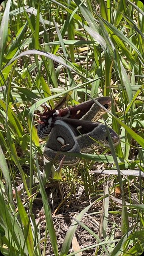 Beautiful large moth today in Coal Creek Canyon 😍 | Realtor Lise - Colorado