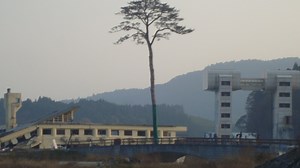 Tree that survived a tsunami has been made into a monument
