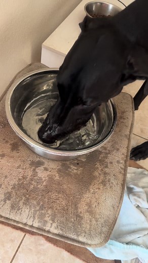 Someone please teach my dog how to drink water 😂😂 #help #idontunderstand #greatdanesoftiktok #gross #water #sloppy