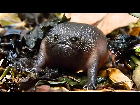 10 Cutest Animals From AFRICA!