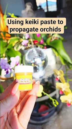Using keiki paste to propagate orchids