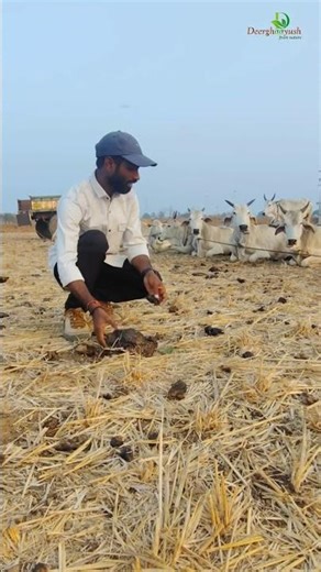 Natural farming methods,|#deerghaayush,|#naturalfarming,|#organicfarming,|#cowdung,|#cow