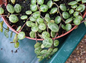 How to Grow and Care for String of Turtles