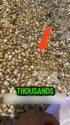 He Found Thousands of Abandoned Eggs… Then Something Started Moving 😳🐣 #shorts #viral