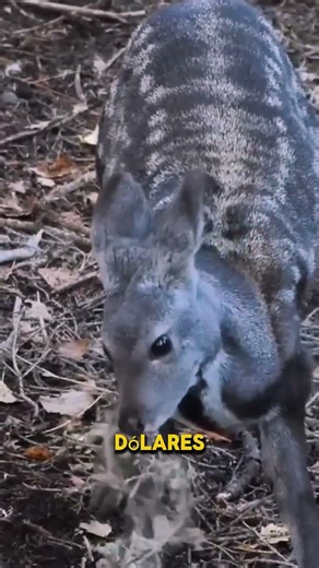 Why the musk deer is the saddest animal