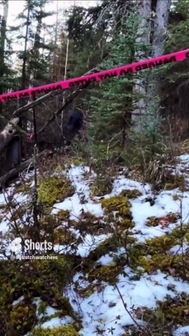 Squatch Watchers on Instagram: "BIGFOOT CRIME SCENE: Giant Sasquatch shows face on trail camera at crime scene and destroys area with tree limbs! 😳 Do you think this is a Bigfoot or a Big Fool? Drop a comment and tell us what you think! #Bigfoot #Sasquatch #Giant #GiantBigfoot #Cryptid #Crime #Scene #CrimeScene #Area #Destroy #Tree #Limb #New #FYP #BigfootOnCamera #BigfootSighting #BigfootIsReal #BigfootHunter #BigfootSpotted #BigfootAttack #Face #BigfootFace #Scary #Squatch"