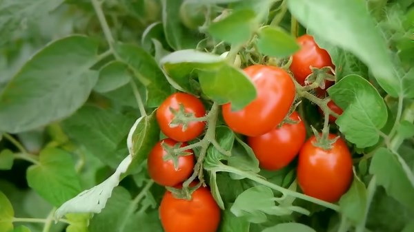 From Field to Bottle: The Amazing Process of Creating Tomato Puree