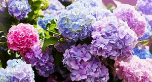 Voici où et comment planter un hortensia pour avoir de belles fleurs !