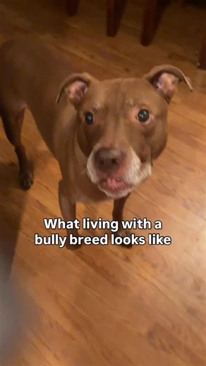 The reality 😆 #pitbullmix #bullybreedmix #bullybreedlover #pitbullsofinsta #pitbullsforlife | Just Opie Things