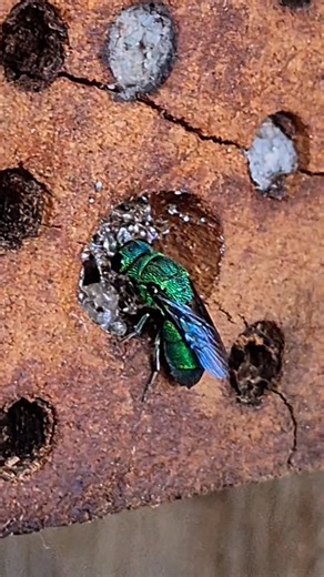 Ocean Wemyss | Chrysididae (cuckoo) wasps are parasitoids that target solitary bees. They lay their eggs in the host's nest where their larvae hatch,... | Instagram