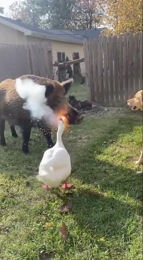 Goose vs Wild Boar: The Firecracker War Begins 💣🦢🐗