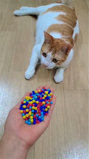 Funny Cats Marbles 😺🔮Reverse Video ASMR #shorts #trending #viral