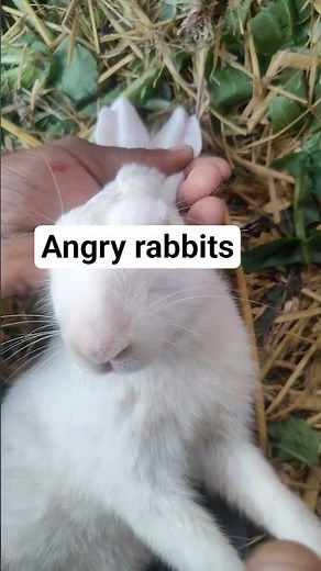 गुस्सैल खरगोश 😡🐰 | Angry Rabbit Reaction | Funny Bunny Video