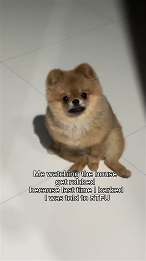 Pomeranian Puppy Love: Adorable Moments