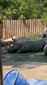 10K views · 376 reactions | POV: You’re a rhino on a perfect summer day, making bubbles just because you can 憐 | Erie Zoo | Facebook