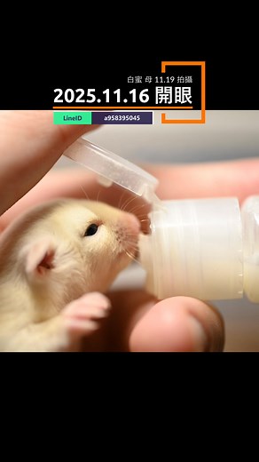 #蜜袋鼯 #sugarglider #フクロモモンガ #蜜袋鼯寶寶 #sugargliderjoey #exoticpets #異寵 #小型寵物 #pocketpets #cutepets | Cold Liu