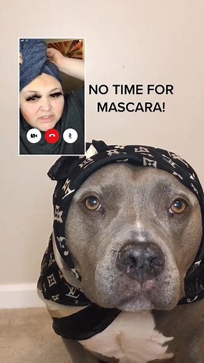 #rosa always running late 🙄 #react to @adamrayokay #dog #fyp #dogvideo #favoritefit #makeup #facetime #trending