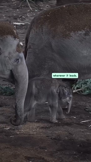 The sweetest alarm clock you'll ever see! ⏰🐘 Mama elephant's 'big love' gives her 'tiny nap' baby 'one gentle nudge' to get 'back on her feet.' 🥰 Ready to follow love wherever it leads! Pure bliss! ✨ #Elephant #BabyElephant #CuteAnimals #AnimalLove #MamaLove #Wildlife #Heartwarming #AdorableAnimals #ElephantFamily #MustWatch #CutenessOverload #WildAnimals #Nature #Love #SweetMoment #BabyAnimals #GentleGiants #ElephantLife #InstaCute #AnimalReels 💖🥹💤 | Sweet Tino Bebes Journey Familia & Beyo