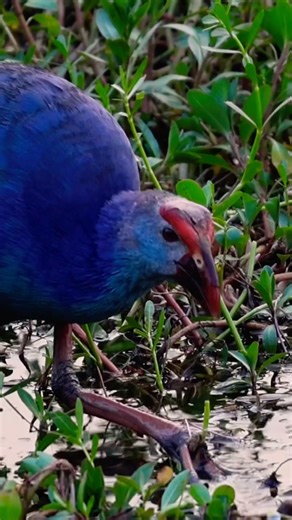 Grey-headed Swamphen in Its Natural Habitat #birds #vibrantbirds #birdphotography