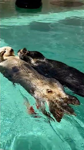 Cute Otters Compilation