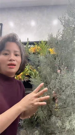 Tiêt Lan Anh on Reels