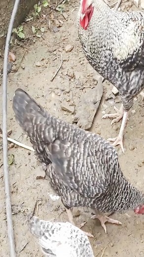 6.1K views · 83 reactions | Traditional village life Primititive technology #villagelife #cooking #food | Village Cooking | Facebook