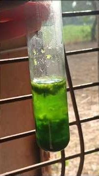 DNA isolation practical class 12th biology 🧬 🔥 #DNA #isolation by spinach and banana sample"