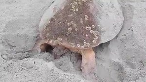Amazing rare video of a loggerhead sea turtle laying her eggs in the nest that she dug along the beach over on Hilton Head. Wow!! Nature is so awesome! 🐢💚🐢 #beaufortsc #seaturtles 🎥 Jayme Lopko | Explore Beaufort, SC