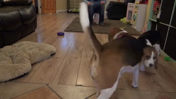 Sometimes I have doubts that my Beagle dogs are real Beagles, or just broken :D | Charlie the beagle and Laura Olivia