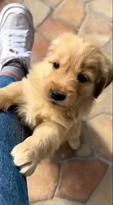 This Puppy's Growl Will Melt Your Heart INSTANTLY! ❤️🥺 #puppylove #doglover
