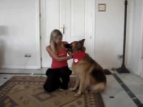 How to teach your dog to do a "Hand Touch".