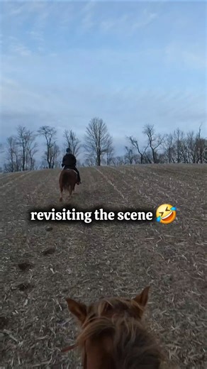 🤣🤣 it was right there ! #horse #funny #viral