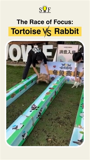 Tortoise vs Rabbit Race!🐢🐇 The tortoise wasn’t slow—he was focused. So can you be ©DM for credit or removal request (no copyright intended) ©All rights and credits reserved to the respective owners(s) . . #tortoisevsrabbit #tortoisevsrabbitrace #race #slowandsteady #slowandsteadywinstherace #students #focus #goal #sof #scienceolympiadfoundation | Science Olympiad Foundation