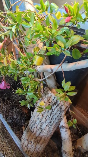Female Fiji iguana in her zen habitats 4x2x4 enclosure. #NatureInspired #ReptileEnclosures #ZenHabitats #reptilesoftiktok