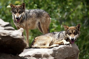 Ranchers can now get permits to kill endangered wolves