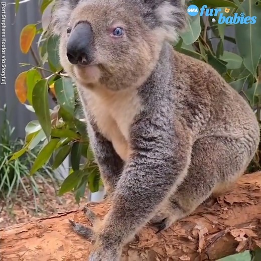 17K views · 556 reactions | A rare koala with different colored eyes is rescued in Australia. https://gma.abc/2ZzRteQ | Good Morning America | Facebook