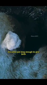 1.9K views · 34 reactions | Creature of the day: The American Black Bear  The American black bear, also known as the black bear, is a species of medium-sized bear endemic to North America. It is the continent's smallest and most widely distributed bear species. It is an omnivore, with a diet varying greatly depending on season and location. (Wikipedia)  @bear_told IG | Angry Trini | Facebook