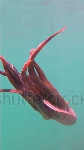 Wild octopus swim underwater in mediterranean sea. Octopuses swimming in slow motion. #petlover