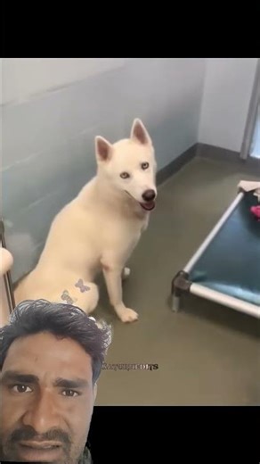 he looks so happy after being adopted #respect #emotional #shorts #shortsfeed #dog #trending